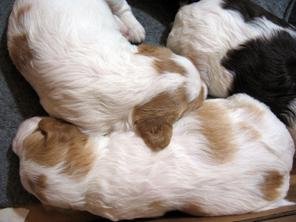 Puppies3.jpg